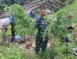 Kodam IM Musnahkan 3 Hektare Ladang Ganja di Gayo Lues