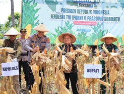 Perkuat Ketahanan Pangan, Mad Hasnurin Panen Raya Jagung Serentak