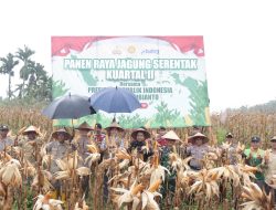 Wujudkan Ketahanan Pangan, Bupati Aceh Selatan Panen Jagung di Trumon Tengah