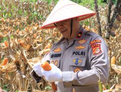 Wakapolda Aceh Panen Raya Jagung Serentak Kuartal II