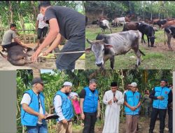 Turki Salurkan 150 Ekor Hewan Kurban untuk Warga Aceh