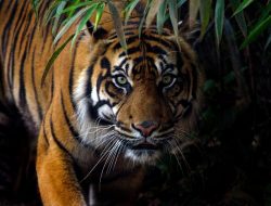 Seekor Sapi di Aceh Tenggara Diterkam Harimau Sumatra
