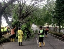 Dinilai Membahayakan Puluhan Petugas Perkim- LH Potong Sejumlah Pohon Di Jalan