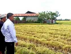 Kadis Pertanian Abdya: Simpan Hasil Panen untuk Lumbung Pangan Keluarga