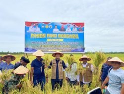 Bupati Aceh Selatan turun Langsung Ke Sawah Dalam Rangka Panen Padi Bersama