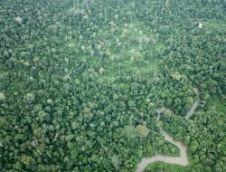Gajah Sumatera di Ambang Kepunahan, HAkA Ajak Jurnalis Perkuat Kesadaran Publik