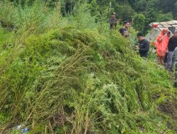 Operasi Gabungan Musnahkan 388 Ton Ganja