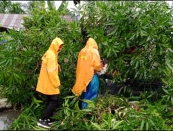 Pohon Tumbang Sempat Tutup Ruas Badan Jalan di Aceh Tenggara