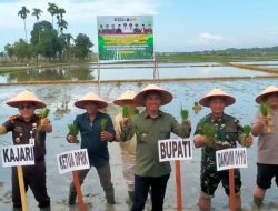 Bupati dan Forkopimda Abdya Tanam Serentak Bersama Petani Aneuk Sigupai Pulau Dua