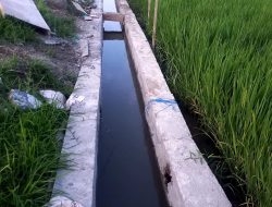 Saluran Tersier Dibangun, Petani Terbantu, Ekonomi Masyarakat Hidup