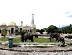 Puluhan Hewan Ternak Berkeliaran di Pekarangan Masjid Agung Abdya