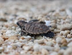 Wali Kota Sabang Launching Ekowisata Penyu