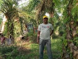 Petani Sawit Nagan Raya Apresiasi Ketegasan Bupati TRK Jaga Stabilitas Harga TBS