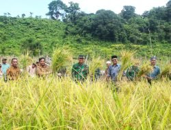 Kota Sabang Panen Padi Gogo Perdana