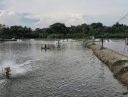 30 Ribu Hektare Tambak di Aceh Rusak Akibat Bencana