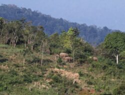 Petani Tewas Diamuk Gajah, Negara Gagal Redam Konflik Manusia dan Satwa di Aceh