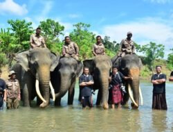 ‎JGN Aceh Desak Keterbukaan Informasi Penyebab Kamatian Gajah Ratna di Rahmat Zoo And Park Sumut