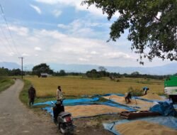 Optimalkan Sawah Tadah Hujan, Petani Maheng Aceh Besar Dukung Swasembada Pangan