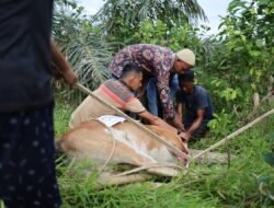 Atjeh Connection Foundation Salurkan Sapi Meugang untuk Korban Banjir di Aceh Timur