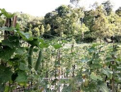 Ketika Program Negara Menyentuh Akar Rumput