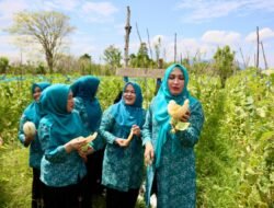 Cerita Tiga Srikandi, Panen Melon hingga Menikmati Tempe Koro