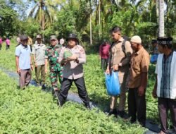 Kapolres Abdya Panen Semangka di Kebun Binaan Bhabinkamtibmas