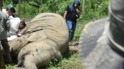 ‎JGN Desak Pemerintah Realisasi Turunan Qanun Satwa Liar di Aceh