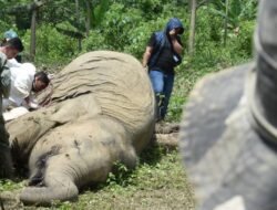 ‎JGN Desak Pemerintah Realisasi Turunan Qanun Satwa Liar di Aceh