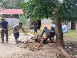 Julok Sembelih Hewan Kurban 86 Sapi 57 Kambing