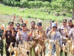 Panen 1 Ton Jagung di Paya Seunara, Langkah Nyata Sabang Perkuat Ketahanan Pangan