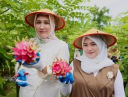 Kak Na: Buah Naga Sabang, Meucrop Barang