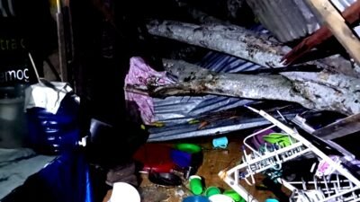 Pohon Tumbang Timpa Rumah Warga, Seorang Perempuan Terluka