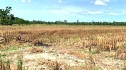 Ancaman serius membayangi sektor pertanian di Kecamatan Babahrot, Kabupaten Aceh Barat Daya (Abdya).
