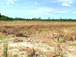 Irigasi Rusak, 500 Hektare Sawah di Abdya Terancam Gagal Tanam
