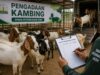 Dinas Peternakan Aceh Anggarkan Pengadaan Kambing untuk Sejumlah Kelompok