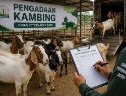 Dinas Peternakan Aceh Anggarkan Pengadaan Kambing untuk Sejumlah Kelompok