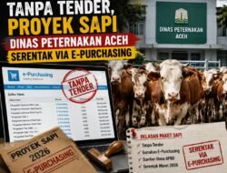 Tanpa Tender, Proyek Sapi Dinas Peternakan Aceh Serentak via E-Purchasing