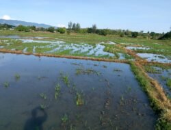 Petani Aceh Besar Nilai Penyuluh Pertanian Tak Berguna
