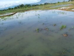 RDKK Tak Sesuai Data Lapangan, Petani Aceh Besar Kesulitan Akses Pupuk Bersubsidi