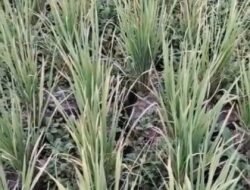 Sawah Tadah Hujan Terancam, Sumur Bor Dinilai Jadi Solusi Cepat