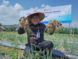 Panen Perdana Bawang Merah di Lahan Pascabanjir, BI Aceh Dorong Model Pemulihan Ekonomi Berbasis Pertanian