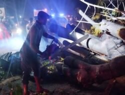 Pohon Tumbang Timpa Mobil di Pidie, Tujuh Warga Meninggal Dunia