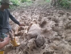 Bayi Gajah Sumatera Mati di Aceh Timur, Ini Kata BKSDA