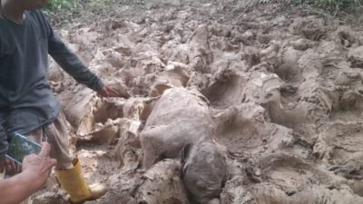 Bayi Gajah Sumatera Mati di Aceh Timur, Ini Kata BKSDA
