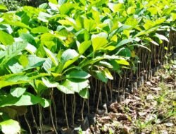 Puluhan Miliar APBA untuk Bibit, TTI Pertanyakan: Berapa Pohon yang Benar-Benar Hidup?
