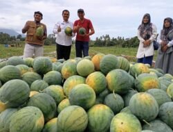 BUMG Lamgirek Aceh Besar Kembangkan Semangka Non Biji