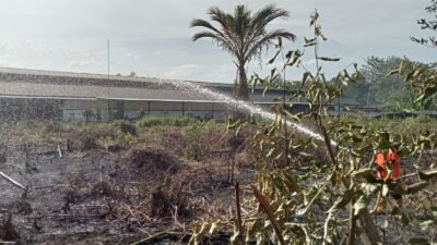 Karhutla 3 Hektare Lahan di Pidie Jaya Berhasil Dipadamkan, Tidak Ada Korban Jiwa