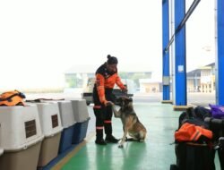 K9 Berpengalaman Terbang dengan Pesawat Khusus, Polri Percepat Pencarian Korban Gempa Flores