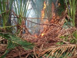 Karhutla di Blang Bintang Aceh Besar, 1 Hektare Lahan Rumbia Terbakar