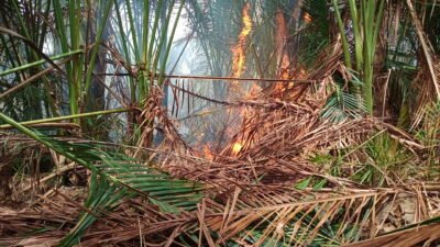 Karhutla di Blang Bintang Aceh Besar, 1 Hektare Lahan Rumbia Terbakar